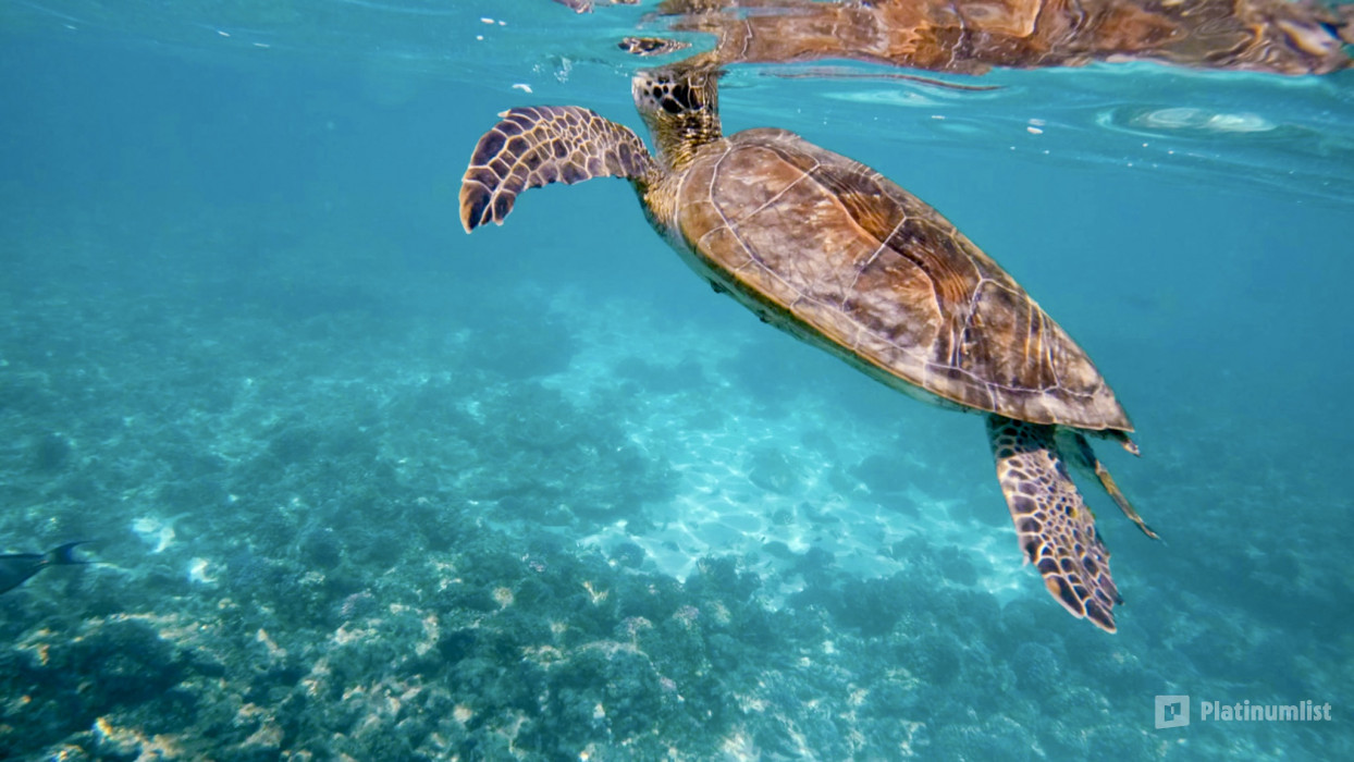 Private group tour of Daymaniyat Islands in Muscat: Gallery Photo 3pex0q