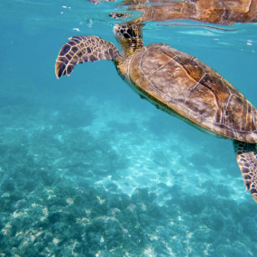 Private group tour of Daymaniyat Islands in Muscat: Gallery Photo 3pex0q