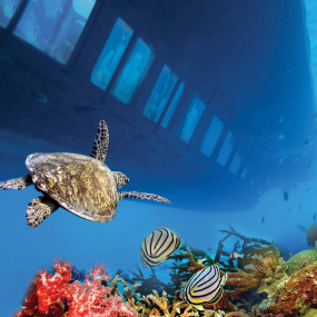 Photo de Ain Sokhna Full-day Snorkeling Cruise and Submarine with Private Return Transfer From Cairo dans Cairo : Galerie Photo zw51ee