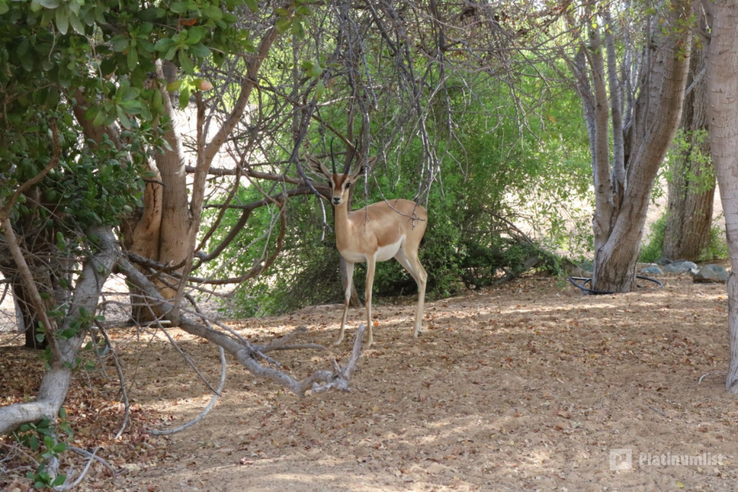 Sunrise and Wildlife Experience in the Desert in Dubai : Galerie de photos n6b1b1 Sunrise and Wildlife Experience in the Desert in Dubai : Galerie de photos n6b1b1