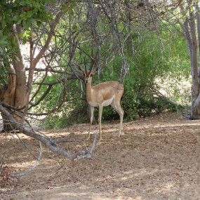 n6b1b1 استديو الصور :دبي في تجربة شروق الشمس والحياة البرية في الصحراء
