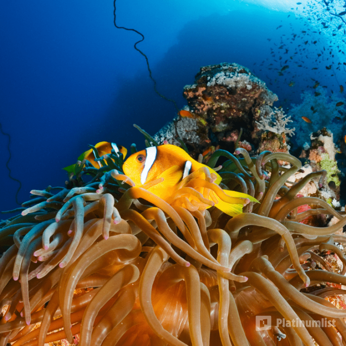 Bayada Daily Trips (Maldives of Jeddah) in Jeddah: Gallery Photo z91ejm Bayada Daily Trips (Maldives of Jeddah) in Jeddah: Gallery Photo z91ejm