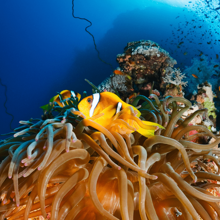 Photo from Bayada Daily Trips (Maldives of Jeddah) in Jeddah: Gallery Photo z91ejm