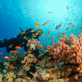 Bayada Daily Trips (Maldives of Jeddah) in Jeddah: Gallery Photo 38v7oj Bayada Daily Trips (Maldives of Jeddah) in Jeddah: Gallery Photo 38v7oj