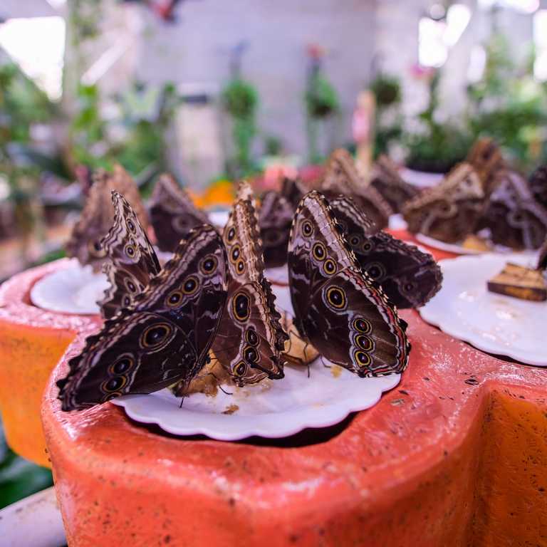 Photo from Miracle Garden + Butterfly Garden - Combo in Dubai: Gallery Photo z91b9m