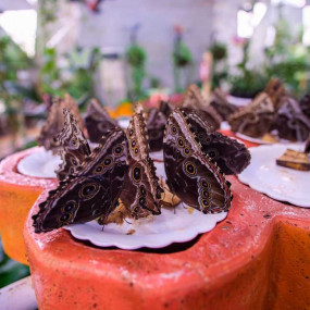 z91b9m استديو الصور :دبي في تذكرة كومبو : حديقة المعجزة + حديقة الفراشات