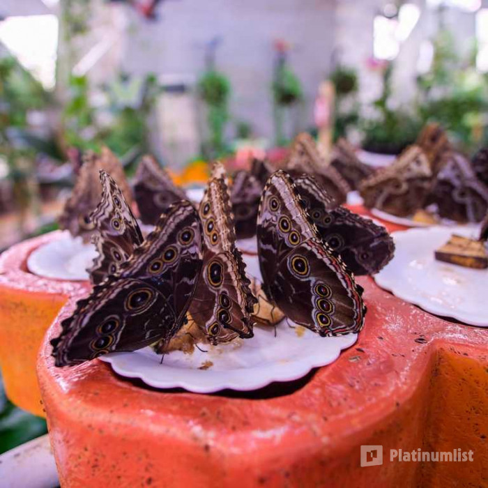 Miracle Garden + Butterfly Garden - Combo in Dubai: Gallery Photo z91b9m Miracle Garden + Butterfly Garden - Combo in Dubai: Gallery Photo z91b9m