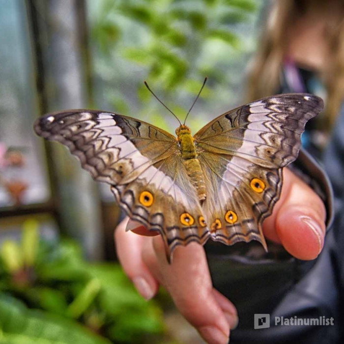 Miracle Garden + Butterfly Garden - Combo in Dubai: Gallery Photo n0857w