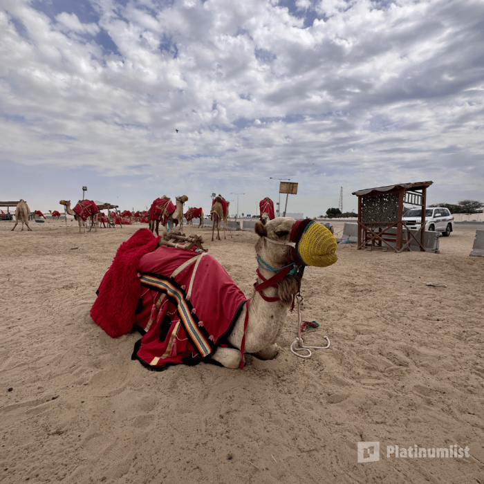 Quickie to the Desert in Doha: Gallery Photo 3jky4w