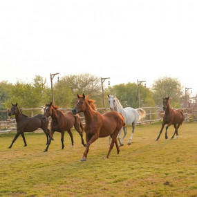 Horse Riding with Open Buffet Dinner & Shows in Dubai : Galerie de photos 35dq24