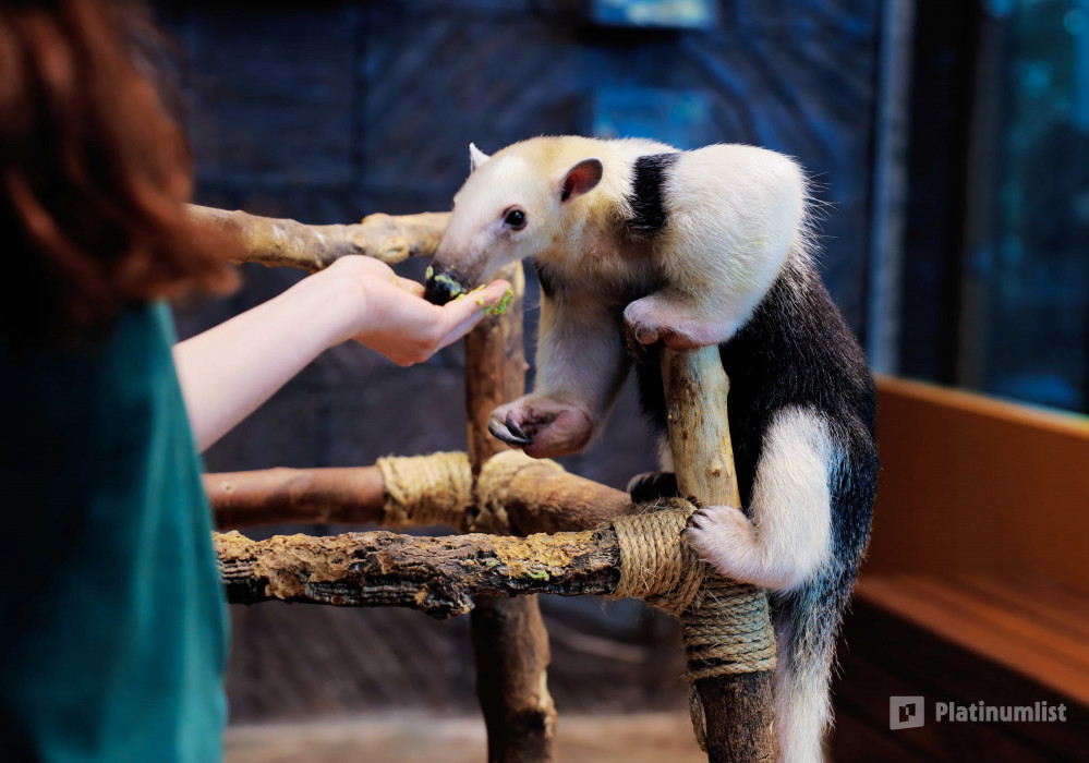 The Green Planet Dubai in Dubai: Gallery Photo 34k16b The Green Planet Dubai in Dubai: Gallery Photo 34k16b