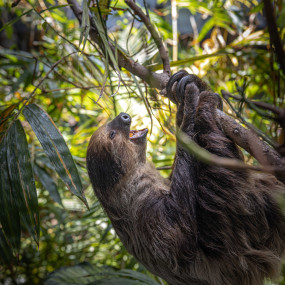 Photo from The Green Planet Dubai in Dubai: Gallery Photo zooeve