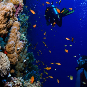 Diving Experience in Khasab in Khasab: Gallery Photo 38y14q