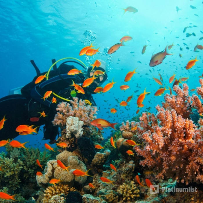 Diving Experience in Khasab in Khasab: Gallery Photo zg4x5r Diving Experience in Khasab in Khasab: Gallery Photo zg4x5r