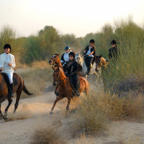 Photo de Horse Riding at Al Marmoom Oasis With Transfer dans Dubai : Galerie Photo 3j5wmy