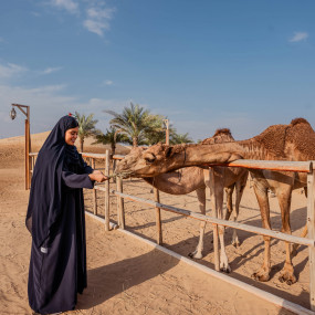 Photo from رحلة سفاري فاخرة على الكثبان الحمراء مع ركوب الجمل و3 أنواع من المأكولات في مخيم الخيمة in دبي: Gallery Photo 3d7g6q