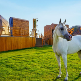 Photo from Al Marmoom Domes Desert Glamping & Dining experience in Dubai in Dubai: Gallery Photo 35yd9m