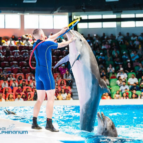 Dolphin & Seal Show - Dubai Dolphinarium in Dubai: Gallery Photo 3d7kmk