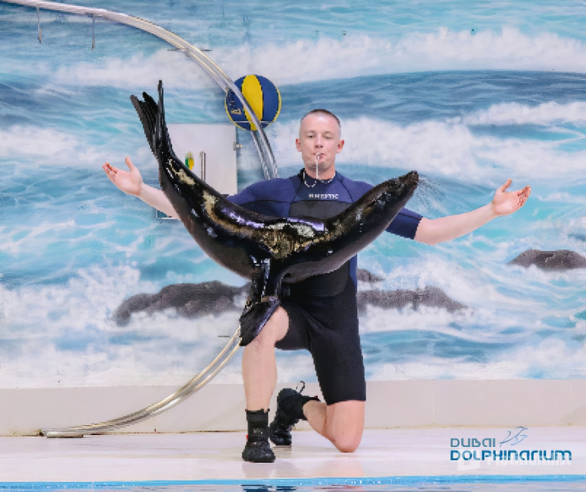 z7xypx استديو الصور :دبي في عروض الدلافين الراقصة والفقمات - دبي دولفيناريوم