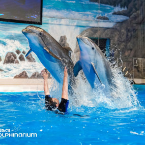 Dolphin & Seal Show - Dubai Dolphinarium in Dubai: Gallery Photo 34jkrv