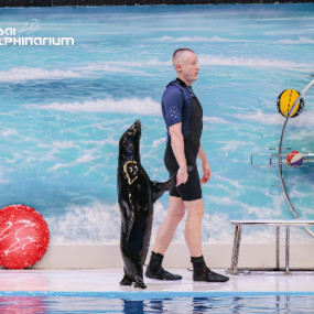 Photo from Dolphin & Seal Show - Dubai Dolphinarium in Dubai: Gallery Photo 3rw5bg