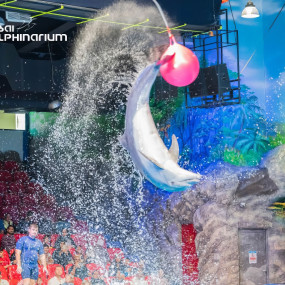Photo from Dolphin & Seal Show - Dubai Dolphinarium in Dubai: Gallery Photo 3bj84p