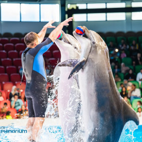 Photo from Dolphin & Seal Show - Dubai Dolphinarium in Dubai: Gallery Photo z941oq