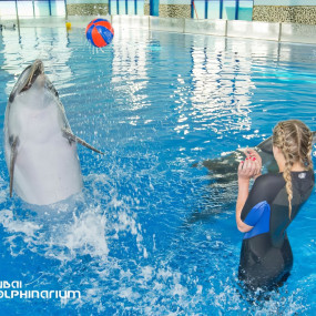 Photo from Swimming With Dolphins - Dubai Dolphinarium in Dubai: Gallery Photo 3xv8b7
