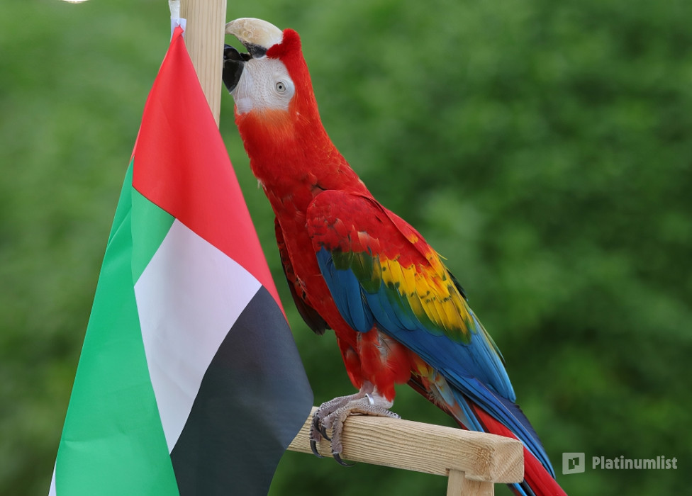 3qebm8 استديو الصور :دبي في معرض الطيور الاستوائية - دبي دولفيناريوم 3qebm8 استديو الصور :دبي في معرض الطيور الاستوائية - دبي دولفيناريوم