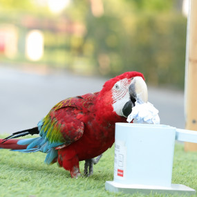 Exotic Bird Show - Dubai Dolphinarium in Dubai: Gallery Photo 3yo5b1