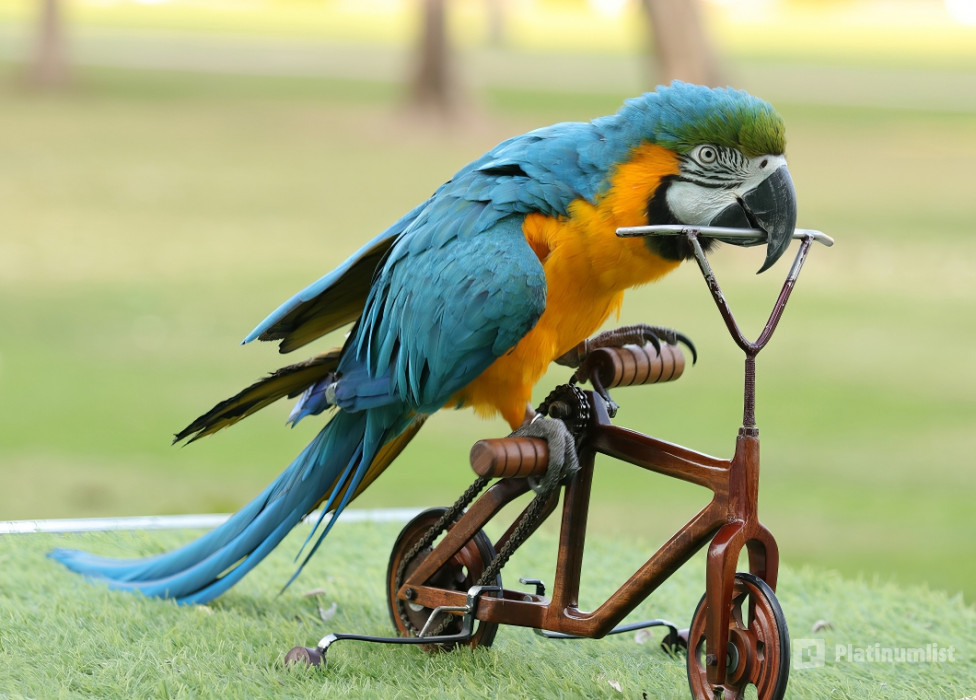 nke5vw استديو الصور :دبي في معرض الطيور الاستوائية - دبي دولفيناريوم