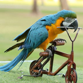 Exotic Bird Show - Dubai Dolphinarium in Dubai: Gallery Photo nke5vw