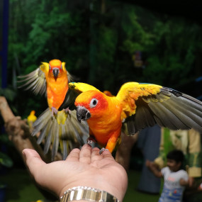 Photo from Exotic Bird Show - Dubai Dolphinarium in Dubai: Gallery Photo 35ydpd