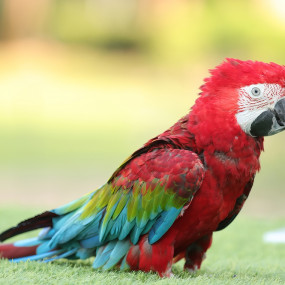 Photo from Exotic Bird Show - Dubai Dolphinarium in Dubai: Gallery Photo n69bg9