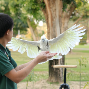 Photo from Exotic Bird Show - Dubai Dolphinarium in Dubai: Gallery Photo n2687q