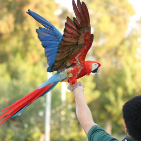 Photo from Exotic Bird Show - Dubai Dolphinarium in Dubai: Gallery Photo n154dx