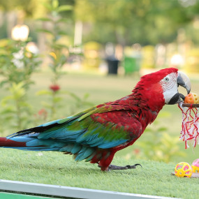 Photo from Exotic Bird Show - Dubai Dolphinarium in Dubai: Gallery Photo 3d7k8q