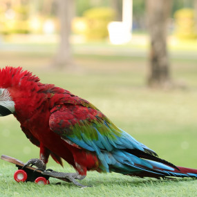 Photo from Exotic Bird Show - Dubai Dolphinarium in Dubai: Gallery Photo z7xyo8