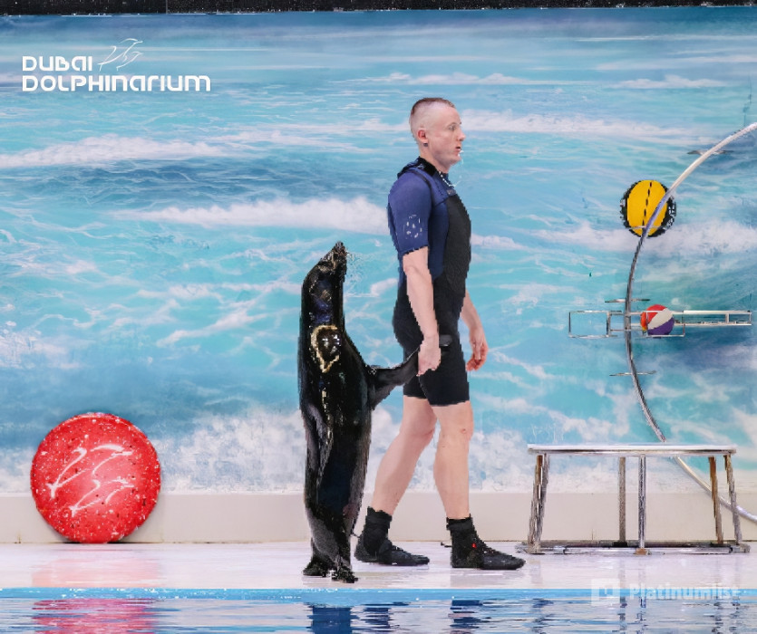 Dolphin & Seal Show - Dubai Dolphinarium + The Green Planet Dubai - Combo in Dubai : Galerie de photos 3bj87m