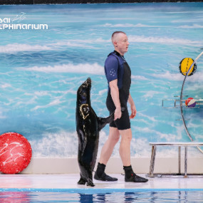 3bj87m استديو الصور :دبي في كومبو: عرض الدلافين والفقمات - دبي دولفيناريوم + الكوكب الأخضر دبي