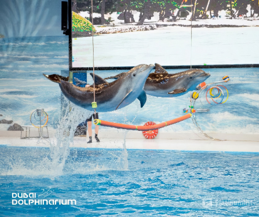 Dolphin & Seal Show - Dubai Dolphinarium + The Green Planet Dubai - Combo in Dubai : Galerie de photos zw65o0