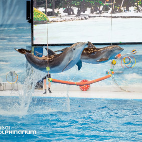 zw65o0 استديو الصور :دبي في كومبو: عرض الدلافين والفقمات - دبي دولفيناريوم + الكوكب الأخضر دبي