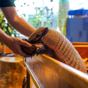 Photo from كومبو: عرض الدلافين والفقمات - دبي دولفيناريوم + الكوكب الأخضر دبي in دبي: Gallery Photo 35ydmd