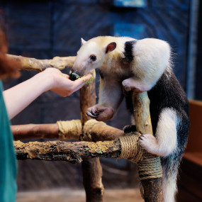 Photo from كومبو: عرض الدلافين والفقمات - دبي دولفيناريوم + الكوكب الأخضر دبي in دبي: Gallery Photo n69bm9