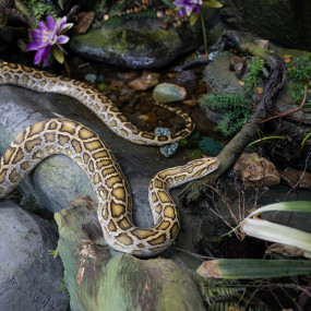Photo de Dolphin & Seal Show - Dubai Dolphinarium + The Green Planet Dubai - Combo dans Dubai : Galerie Photo 3d7k6q