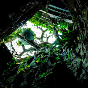 Photo de Dolphin & Seal Show - Dubai Dolphinarium + The Green Planet Dubai - Combo dans Dubai : Galerie Photo 3e752q