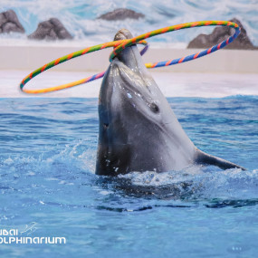 Photo from Dubai Frame + Dolphin & Seal Show - Dubai Dolphinarium - Combo in Dubai: Gallery Photo zg4kdy