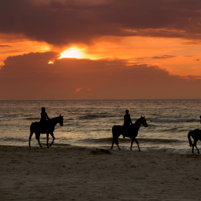 Horse Riding in Jeddah in Jeddah : Galerie de photos n154qj