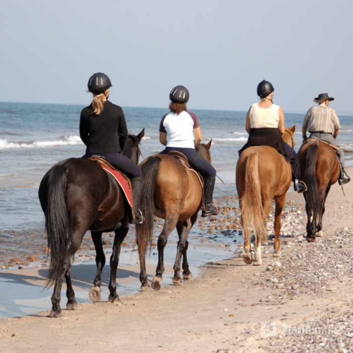 Horse Riding in Jeddah in Jeddah: Gallery Photo 3e75b0 Horse Riding in Jeddah in Jeddah: Gallery Photo 3e75b0