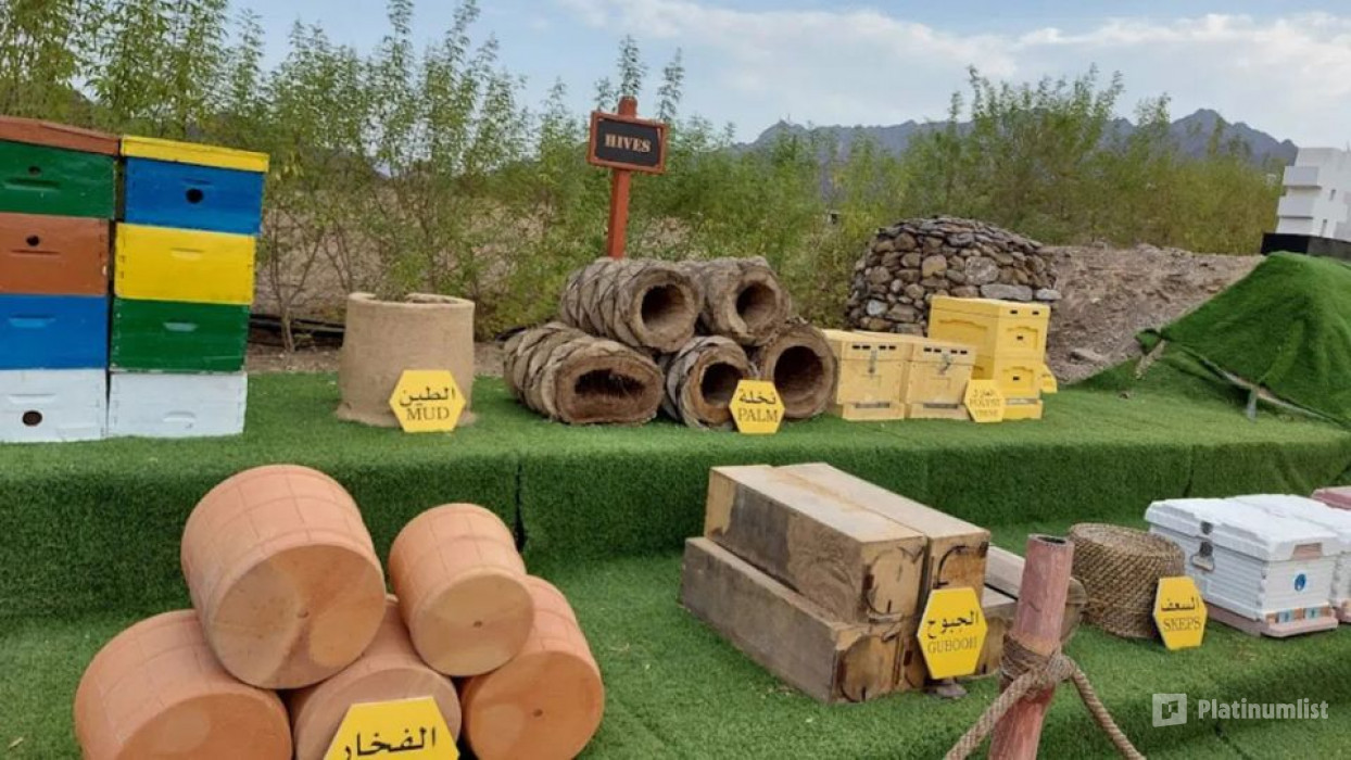 n155pb استديو الصور :دبي في جولة استكشافية في حديقة النحل في حتا